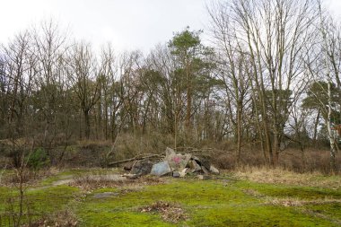 Ekoloji. Ormanda inşaat enkazı var. Berlin, Almanya