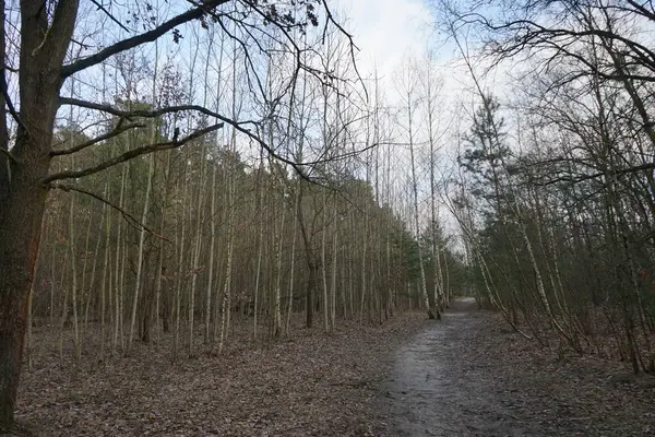 Hermoso Paisaje Forestal Invierno Berlín Alemania —  Fotos de Stock