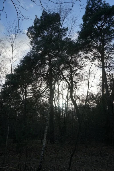 Laaggelegen Zon Schijnt Door Takken Van Bomen Het Winterbos Berlijn — Stockfoto