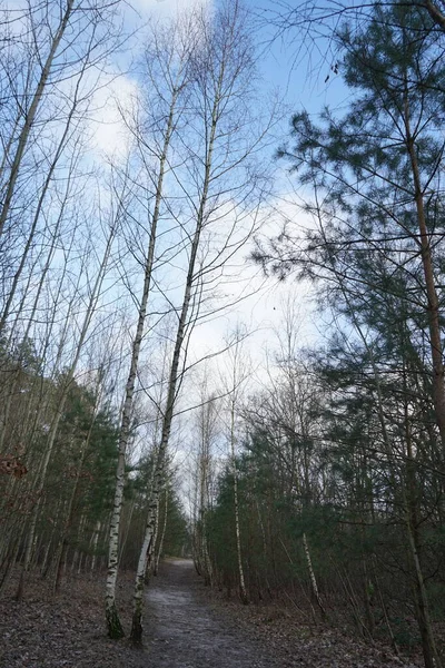 Bela Paisagem Florestal Inverno Berlim Alemanha — Fotografia de Stock
