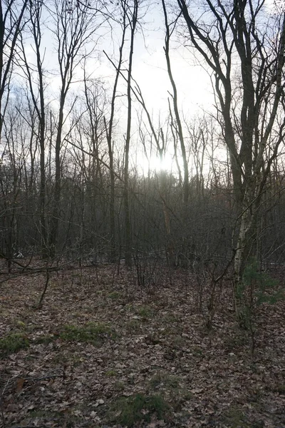 Soleil Bas Brille Travers Les Branches Des Arbres Dans Forêt — Photo