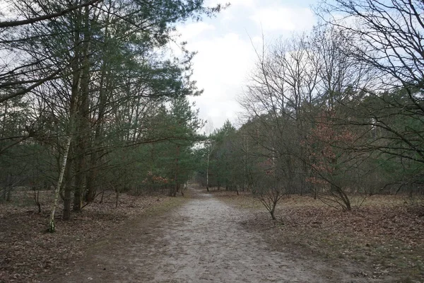 Bela Paisagem Florestal Inverno Berlim Alemanha — Fotografia de Stock