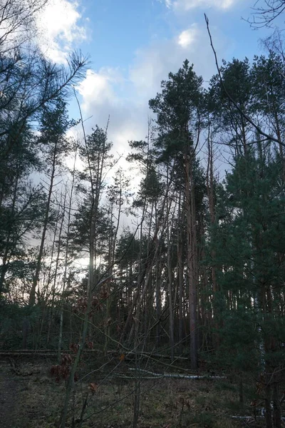 Rüzgarla Savrulan Ağaçlar Dallar Yapraklarla Kaplı Kış Ormanı Berlin Almanya — Stok fotoğraf