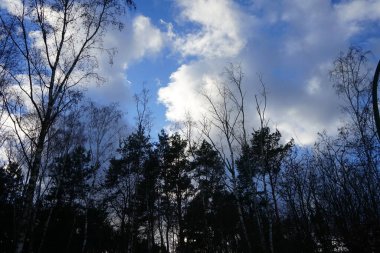 Tree branches against the blue sky in the winter forest. Berlin, Germany 