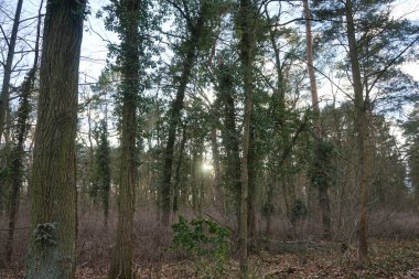 Alçakta uzanan güneş, kış ormanlarındaki ağaçların dallarında parlıyor. Berlin, Almanya 