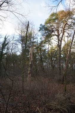 Rüzgarla savrulan ağaçlar, dallar ve yapraklarla kaplı kış ormanı. Berlin, Almanya 