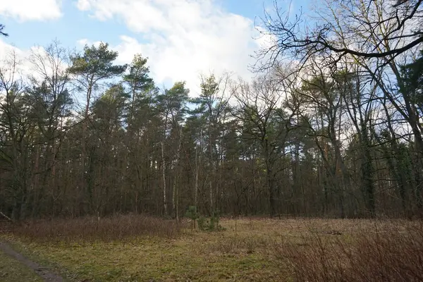 Beautiful Forest Landscape Winter Berlin Germany — Stock Photo, Image