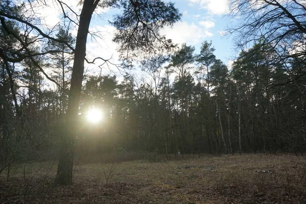 Низьке Сонце Світить Через Гілки Дерев Зимовому Лісі Берлін Німеччина — стокове фото