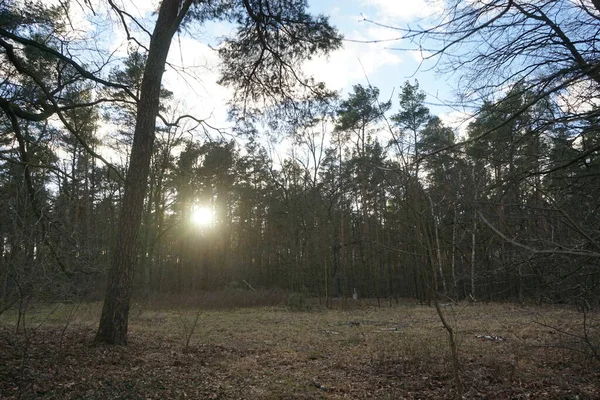 Низьке Сонце Світить Через Гілки Дерев Зимовому Лісі Берлін Німеччина — стокове фото
