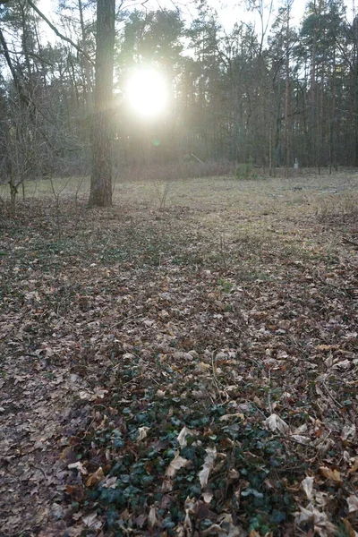 Sole Basso Splende Tra Rami Degli Alberi Nella Foresta Invernale — Foto Stock