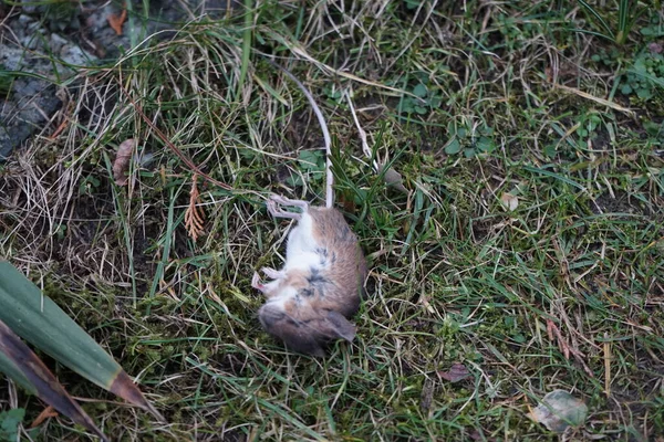 치명적 독때문에 설치류를 죽이기 포괄적 들쥐등 베를린 — 스톡 사진
