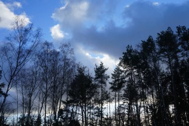 Kışın güzel bulutlu bir gökyüzüne karşı ağaçlar. Berlin, Almanya