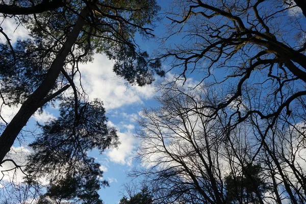 Bäume Vor Einem Schönen Bewölkten Himmel Winter Berlin Deutschland — Stockfoto