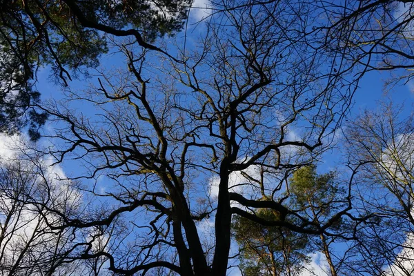 Alberi Contro Bel Cielo Nuvoloso Inverno Berlino Germania — Foto Stock