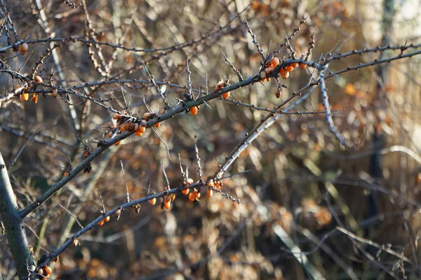 河马在冬日的花园里 河马属 Hippophae 是海象科 Elaeagnaceae 中的海象属 Sea Buckthorns 落叶灌木 德国柏林 — 图库照片