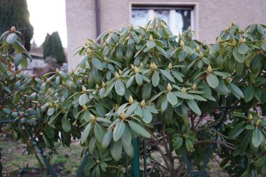 Şubat ayında tomurcuklu Rhododendron. Rhododendron, çalıgiller (Ericaceae) familyasından ağaçsı bir bitki cinsidir. Berlin, Almanya