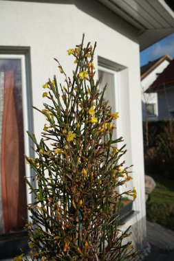 Bahçede kışın çiçek açan Jasminum Nudiflorum çalısı. Jasminum nudiflorum, kış yasemini, ince ve yaprak döken bir çalıdır. Berlin, Almanya 
