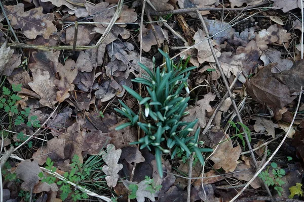 Galanthus Nivalis Dans Forêt Février Galanthus Nivalis Est Connu Répandu — Photo