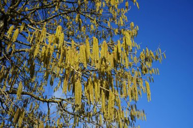 Şubat ayında Corylus Avellana. Corylus avellana, huş ağacı (Betulaceae) familyasından bir bitki türü. Berlin, Almanya