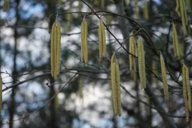 Şubat ayında Corylus Avellana. Corylus avellana, huş ağacı (Betulaceae) familyasından bir bitki türü. Berlin, Almanya