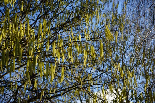 Corylus Avellana Februárban Corylus Avellana Közönséges Mogyoró Egy Faj Virágzó — Stock Fotó