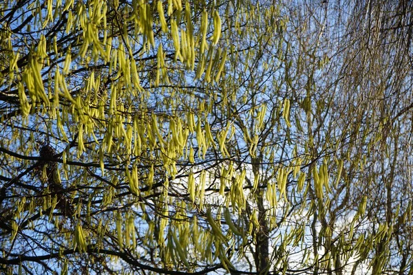 Corylus Avellana Лютому Corylus Avellana Вид Квіткових Рослин Родині Betulaceae — стокове фото