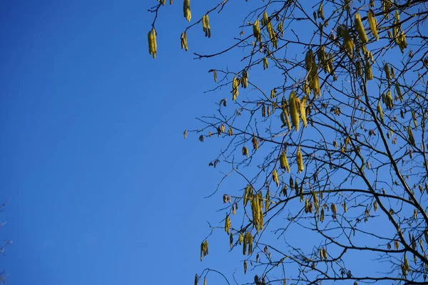 Corylus Avellana Febbraio Corylus Avellana Nocciolo Comune Una Specie Pianta — Foto Stock