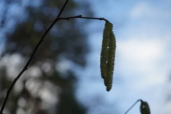 월에는 Corylus Avellana 아벨라나 Corylus Avellana 자작나무 속하는 현화식물의 일종이다 — 스톡 사진