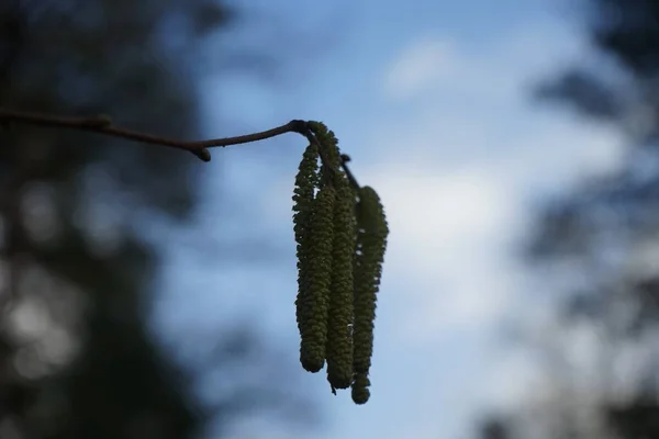 Şubat Ayında Corylus Avellana Corylus Avellana Huş Ağacı Betulaceae Familyasından — Stok fotoğraf
