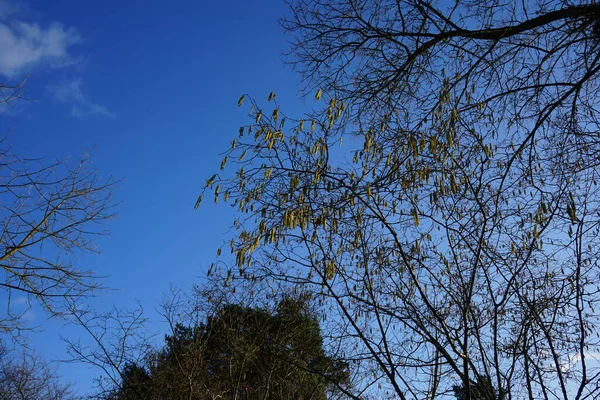 Corylus Avellana Februárban Corylus Avellana Közönséges Mogyoró Egy Faj Virágzó — Stock Fotó