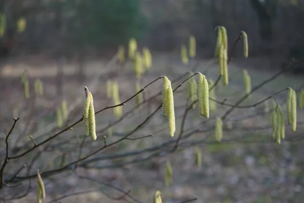 월에는 Corylus Avellana 아벨라나 Corylus Avellana 자작나무 속하는 현화식물의 일종이다 — 스톡 사진