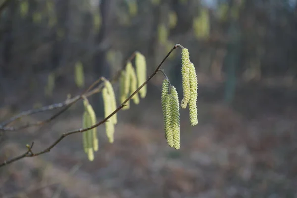 Corylus Avellana在二月 Corylus Avellana 是桦科植物中的一种开花植物 德国柏林 — 图库照片