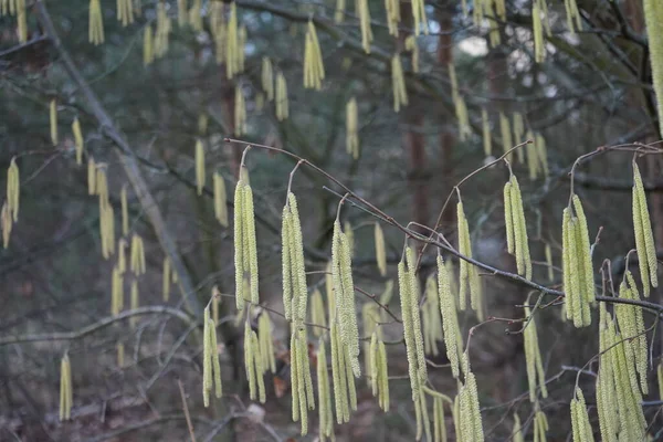 Corylus Avellana在二月 Corylus Avellana 是桦科植物中的一种开花植物 德国柏林 — 图库照片