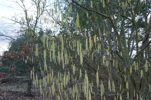 Corylus Avellana在二月 Corylus Avellana 是桦科植物中的一种开花植物 德国柏林 — 图库照片