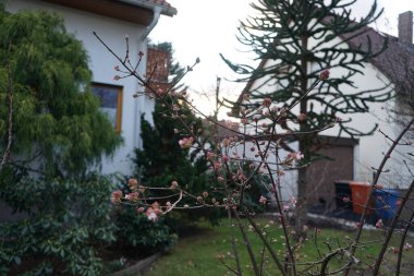 Şubat ayında bahçede viburnum bodnantense. Viburnum bodnantense (Bodnant viburnum), bir bahçe kökü olan melez çiçek veren bitki topluluğudur. V farreri ve V grandiflorum karışımından oluşuyorlar. Berlin, Almanya