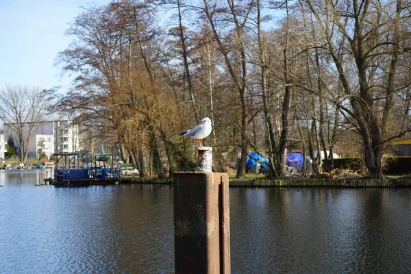 Mewa Czarnogłowa Zimowym Upierzeniu Lutym Słupie Pobliżu Rzeki Dahme Mewa — Zdjęcie stockowe