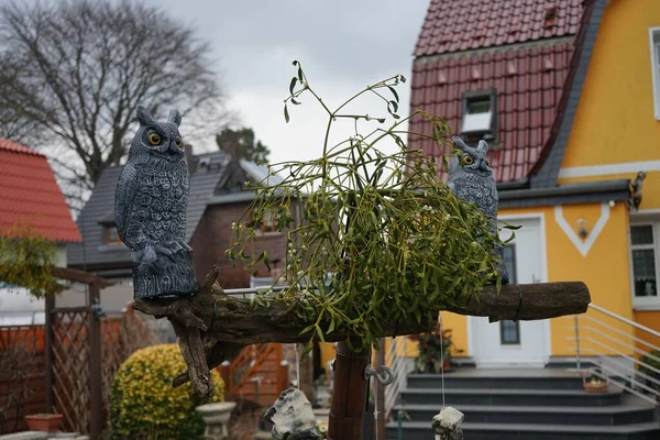 Semi Parasitic Plant Viscum Album February Ornamental Owl Birds Viscum — Stock Photo, Image