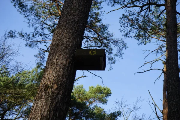 Birdhouse Sur Arbre Hiver Berlin Allemagne — Photo