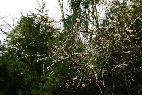 월에는 하이드 공원에서 르눔보드 있었습니다 Viburnum Bodnantense 텃밭에서 재배되는 그룹이다 — 스톡 사진