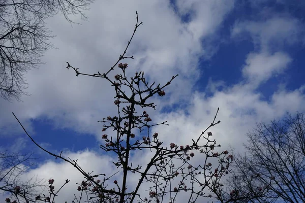 Viburnum Bodnanse Únorovém Parku Wuhlheide Viburnum Bodnantense Bodnant Viburnum Skupina — Stock fotografie