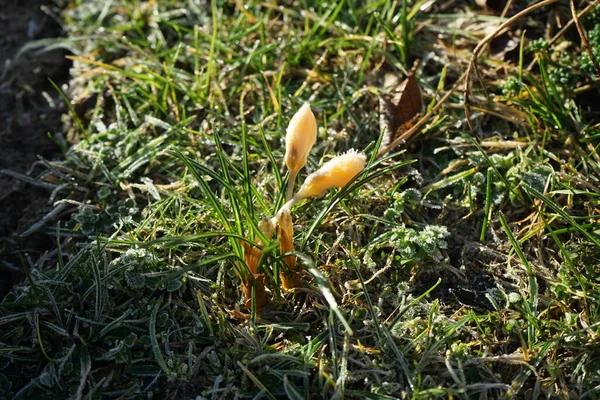 黄色は2月に芝生の上で群生する Crocus Crocus またはCrociは アヤメ科の季節の開花植物の属です ドイツ ベルリン — ストック写真