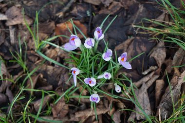 Şubat ayında çimlerin üzerinde mor timsahlar. Crocus (