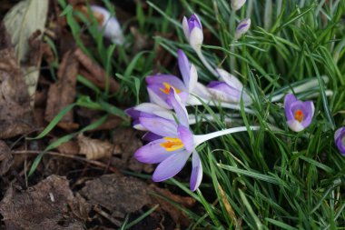 Şubat ayında çimlerin üzerinde mor timsahlar. Crocus (