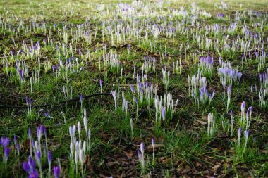 Şubat ayında çimlerin üzerinde mor timsahlar. Crocus (