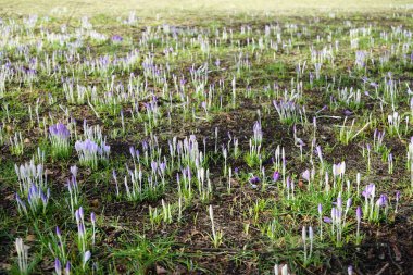 Şubat ayında çimlerin üzerinde mor timsahlar. Crocus (