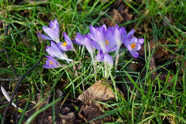 Lila Krokusar Gräsmattan Februari Krokus Krokus Eller Krokus Ett Släkte — Stockfoto