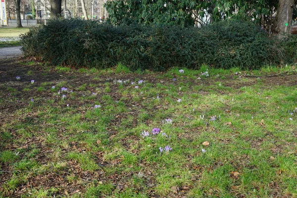 Paarse Krokussen Het Gazon Februari Crocus Een Geslacht Van Planten — Stockfoto