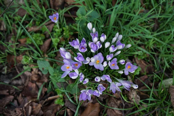 월에는 위에서 보라색 크로커스가 열린다 크로커스 Crocus 크로커스 Crocuses Iridaceae — 스톡 사진