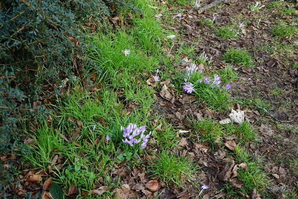 二月草坪上的紫色番红花 番红花 番红花或番红花 是一种一年生开花植物 在虹膜科 Iridaceae 德国柏林 — 图库照片