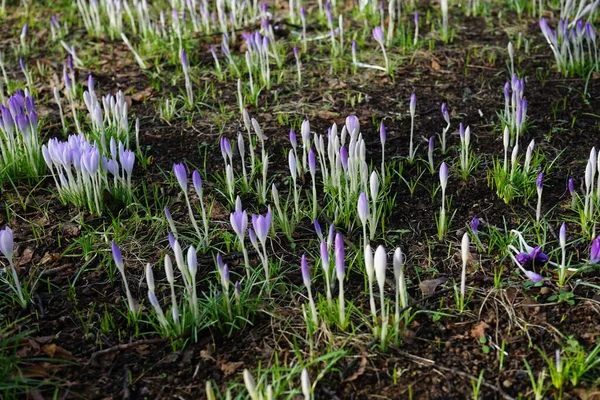 Croces Púrpuras Césped Febrero Crocus Género Plantas Con Flores Perteneciente —  Fotos de Stock